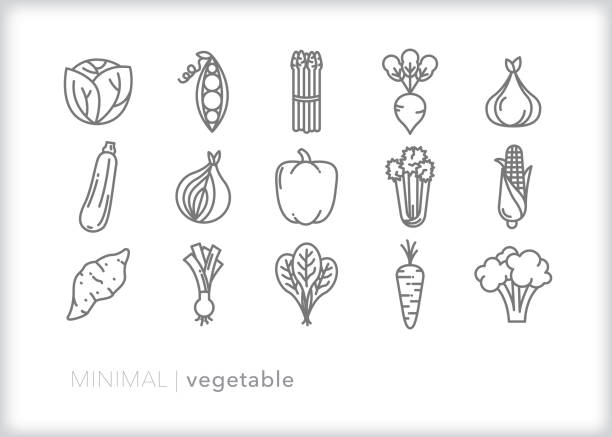 Minimal vegetable food icon illustrations Set of 15 gray vegetable food line icons of lettuce, peas, asparagus, raddish, garlic, squash, onion, pepper, celery, corn, potato, leeks, spinach, carrot and broccoli carrot symbol food broccoli stock illustrations