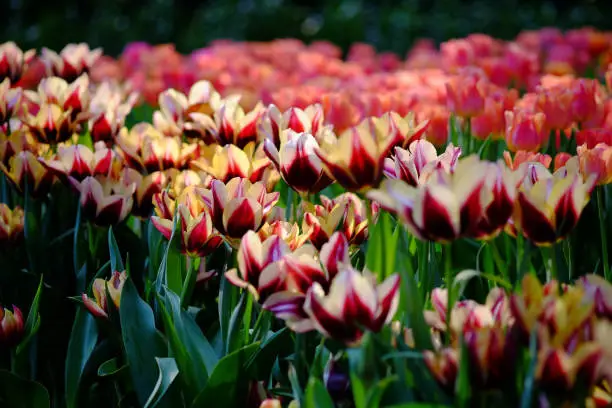 tulip flower colorful,Flowers yellow red tulips flowering on background of flowers pink tulips in tulips field.