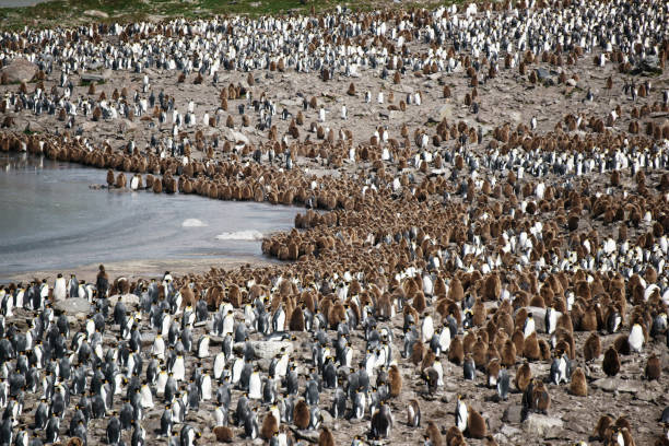 istock View of king penguin colony 1130820174