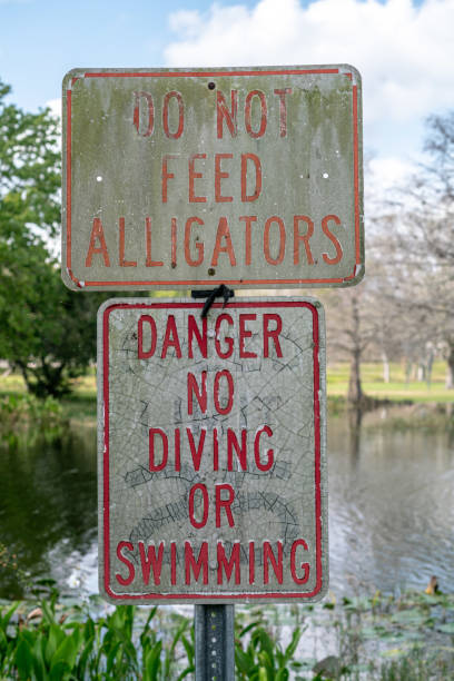 istock Don't Feed the alligatiors, old sign. 1130821636