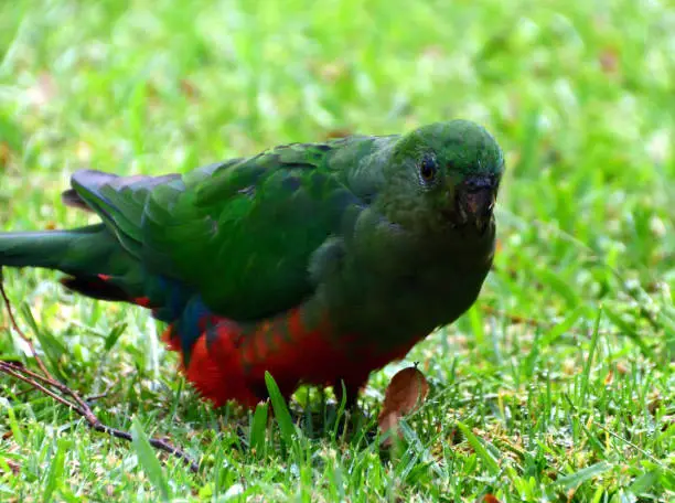 A female King Parrot standing on green grass