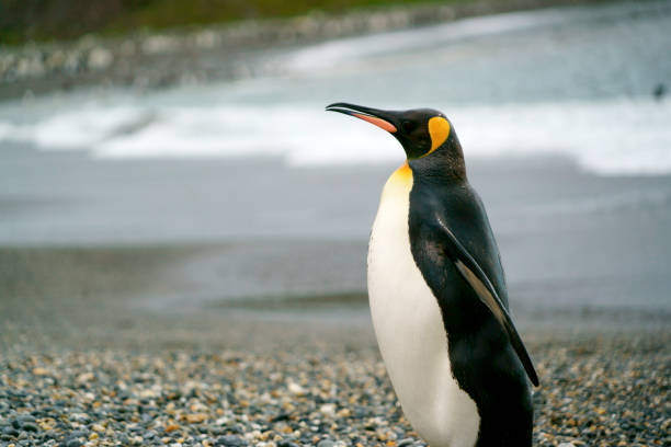 King penguin head close up