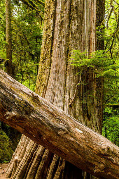 istock the greenery of the pacific northwest 1130824197