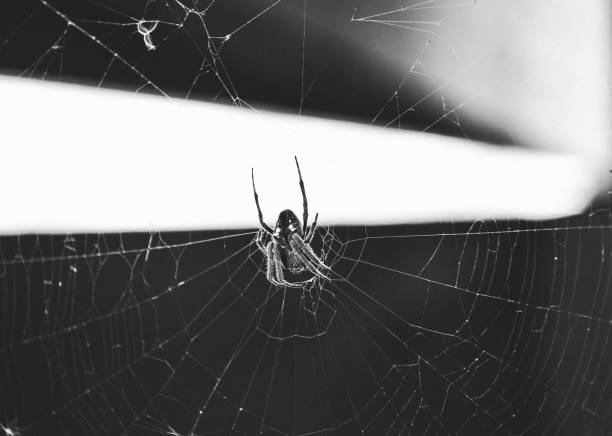 Beautiful Spider Web Build in a sheltered place Beautiful Spider Web Build in a sheltered place 蜘蛛 stock pictures, royalty-free photos & images