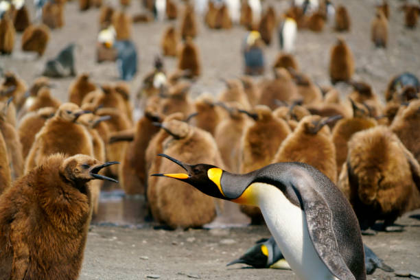 rei pinguins que procuram sentidos no console sul de geórgia - south georgia falkland islands mode of transport nature - fotografias e filmes do acervo