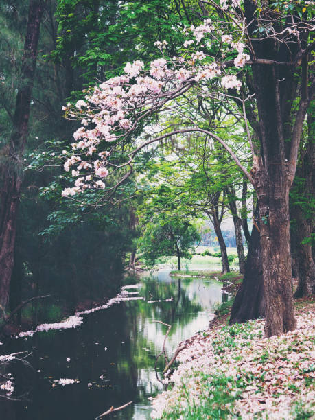 istock pink trumpet flowers tree 1130825241