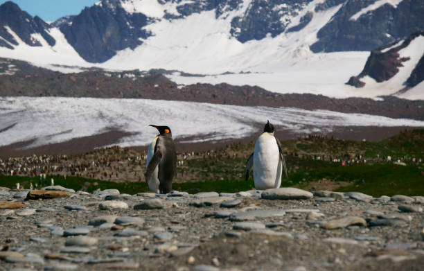 istock King Penguins in South Georgia 1130826018