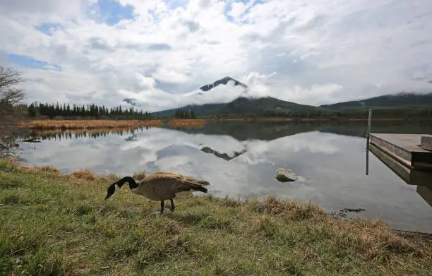 Photo of Canada goose -  Vermilion Lake