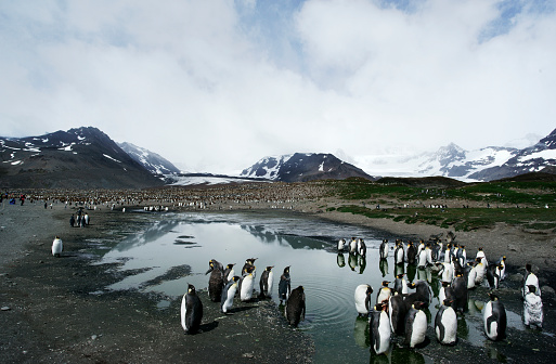 Chinstrap penguin (Pygoscelis antarcticus) colony, Half Moon Island, Antarctica