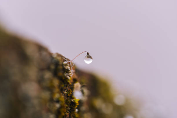 istock Raindrops on the moss. Clean nature background. 1130826638