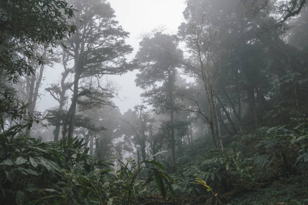 istock Foggy tropical rainforests, Foggy woods. 1130826876