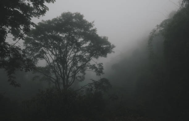 istock Foggy tropical rainforests, Foggy woods. 1130826899