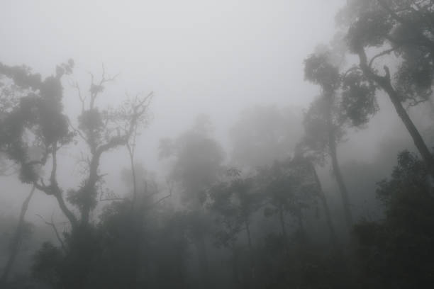 istock Foggy tropical rainforests, Foggy woods. 1130826963