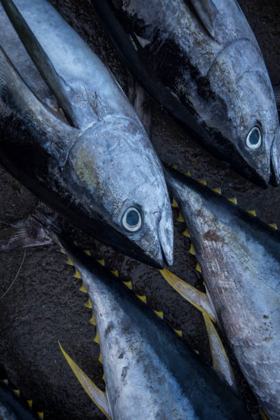 istock Freshly caught yellow tuna on fish market 1130827045