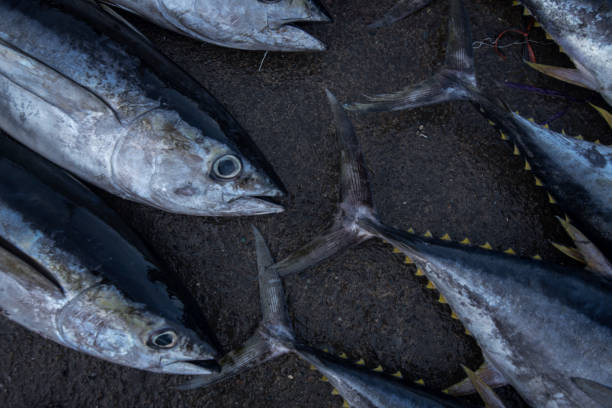 istock Freshly caught yellow tuna on fish market 1130827048