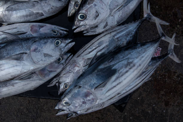 istock Freshly caught yellow tuna on fish market 1130827063