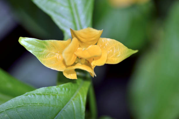 Detail of an orchid in a botanical garden