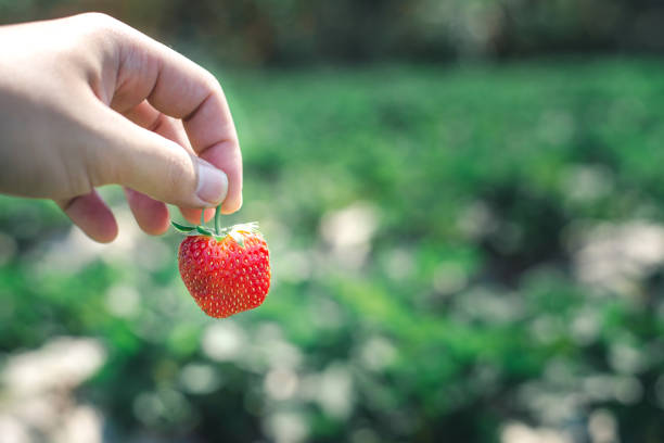 istock Hand holding Strawberry on the green leaf background 1130829257