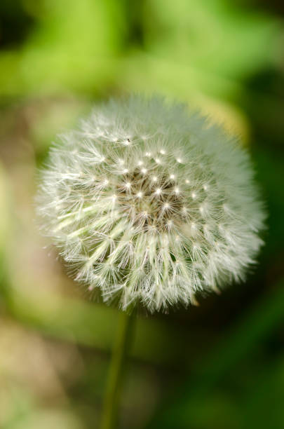 istock Dandelion in the garden 1130829330