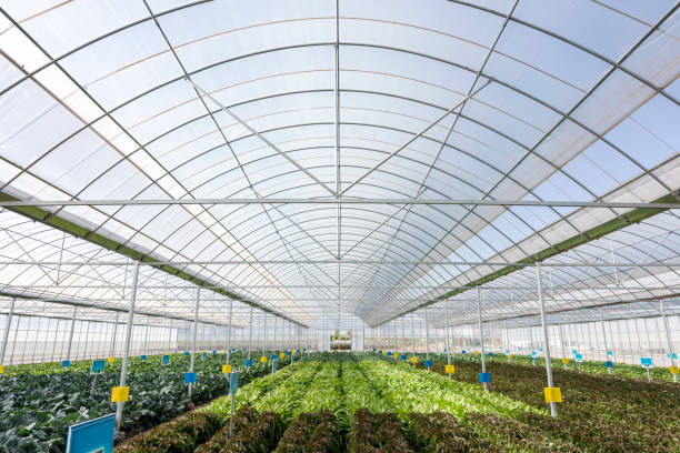 Agricultural greenhouses grow vegetables Agricultural greenhouses grow fruits and vegetables 成熟 stock pictures, royalty-free photos & images