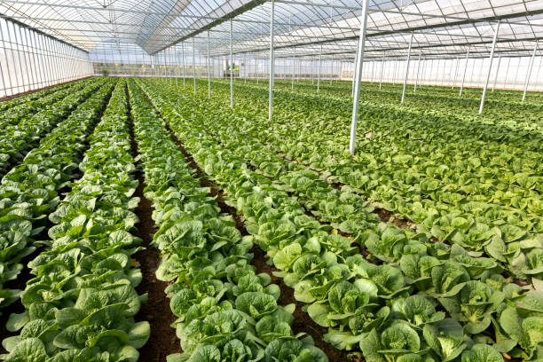 Agricultural greenhouses grow vegetables Agricultural greenhouses grow fruits and vegetables 園藝 stock pictures, royalty-free photos & images