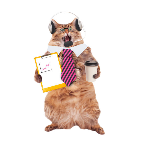 istock The big shaggy cat is very funny standing 1130830099