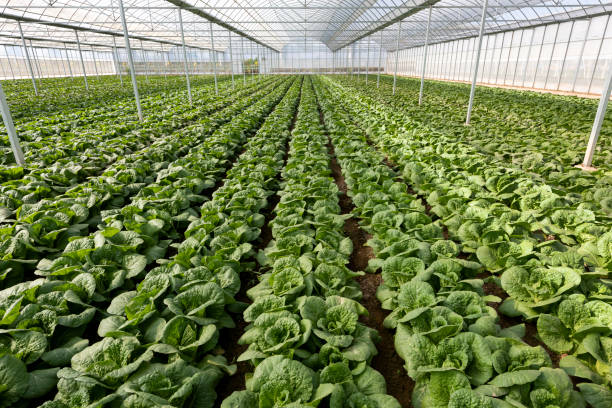 Agricultural greenhouses grow vegetables Agricultural greenhouses grow fruits and vegetables 成熟 stock pictures, royalty-free photos & images