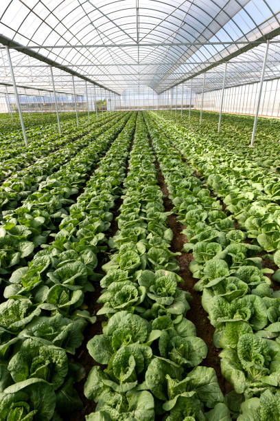 Agricultural greenhouses grow vegetables Agricultural greenhouses grow fruits and vegetables 傳統園林 stock pictures, royalty-free photos & images