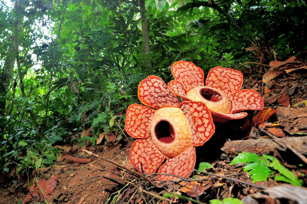 523 Rafflesia Stock Photos, Pictures & Royalty-Free Images - iStock | Rafflesia tuan-mudae, Rafflesia arnoldii, Rafflesia flower 523 Rafflesia Stock Photos, Pictures & Royalty-Free Images - iStock | Rafflesia tuan-mudae, Rafflesia arnoldii, Rafflesia flower
