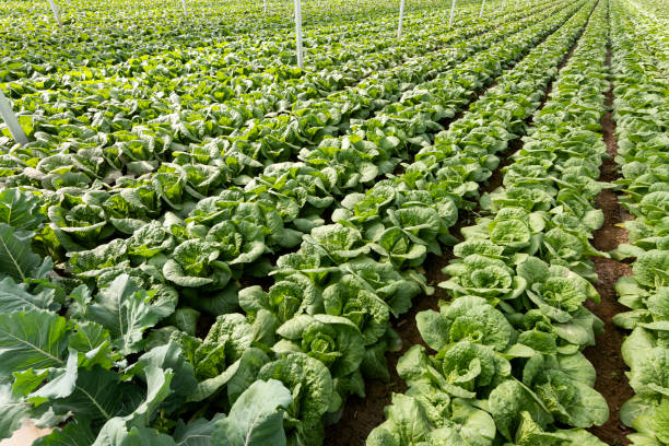 Agricultural greenhouses grow vegetables Agricultural greenhouses grow fruits and vegetables 園藝 stock pictures, royalty-free photos & images