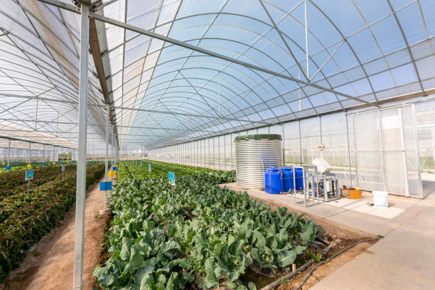 Agricultural greenhouses grow vegetables Agricultural greenhouses grow fruits and vegetables 傳統園林 stock pictures, royalty-free photos & images