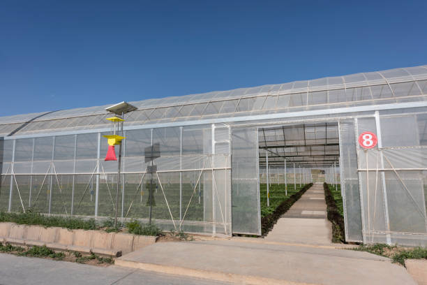 Agricultural greenhouses grow vegetables Agricultural greenhouses grow fruits and vegetables 園藝 stock pictures, royalty-free photos & images