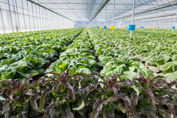 Agricultural greenhouses grow vegetables Agricultural greenhouses grow fruits and vegetables 傳統園林 stock pictures, royalty-free photos & images