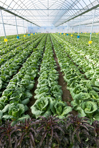 Agricultural greenhouses grow vegetables Agricultural greenhouses grow fruits and vegetables 園藝 stock pictures, royalty-free photos & images