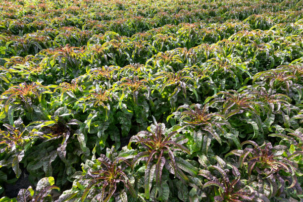 Agricultural greenhouses grow vegetables Agricultural greenhouses grow fruits and vegetables 成熟 stock pictures, royalty-free photos & images