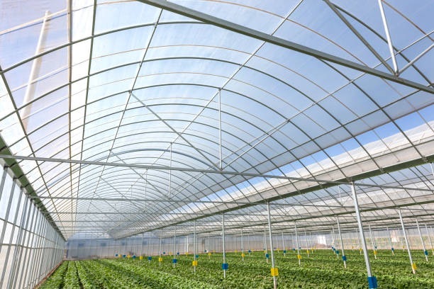 Agricultural greenhouses grow vegetables Agricultural greenhouses grow fruits and vegetables 傳統園林 stock pictures, royalty-free photos & images