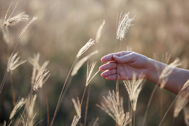 istock hand touching dry reeds grass background 1130831194