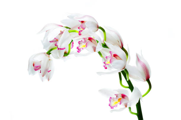 istock colorful cymbidium flower with white background. 1130831238
