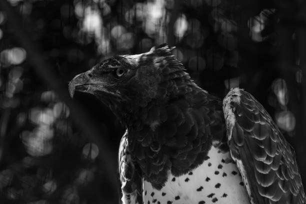 istock A Martial Eagle with an injury to it's wing and eye 1130835976