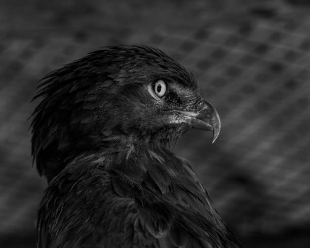 istock A closeup portrait of a Brown Snake Eagle. 1130836132