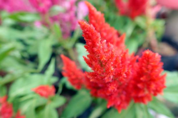 istock close up small flowers in garden background texture 1130837404