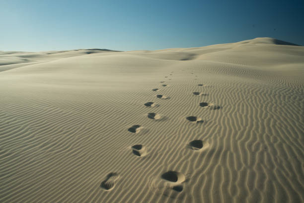 istock Worimi Regional Park Newcastle Australia 1130838039
