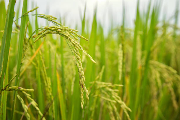 istock Rice field in the rural 1130838275