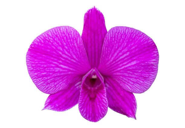 Purple phalaenopsis orchid flower isolated on white with clipping path