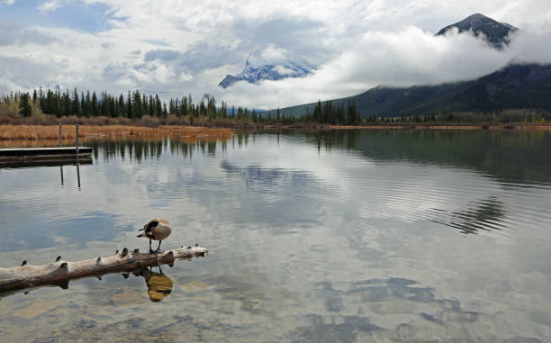 istock Canada goose resting on wooden log 1130839033