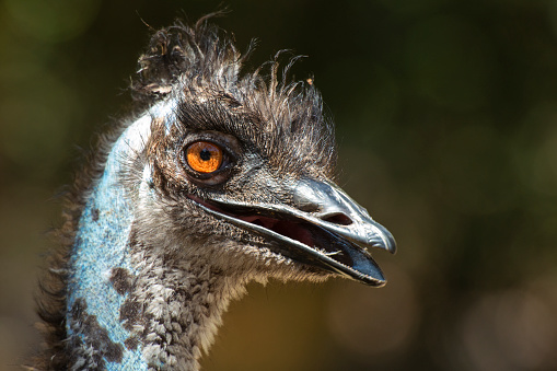 Close up portrait of wild mother emu foraging in Australian bushland