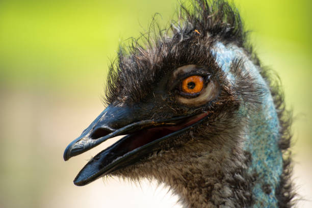 istock Australian Emu outdoors 1130841029