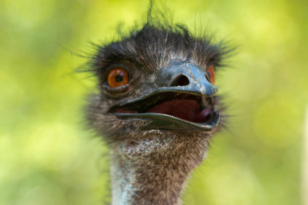 istock Australian Emu outdoors 1130841167
