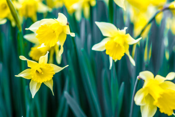 istock Early Blooming Daffodils Yellow with Green Blades 1130843041