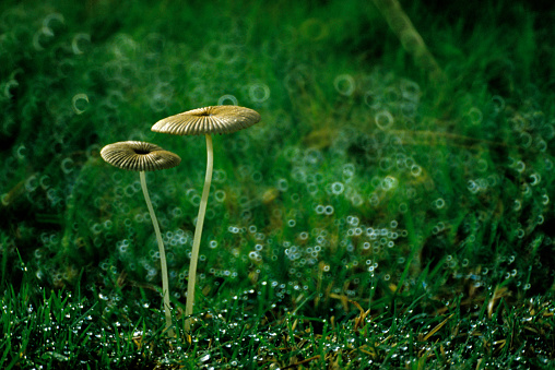 Wild mushroom found in a rain forest on Kauai
